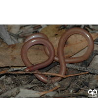 خانواده مارهای کرمی شکل Typhlopidae